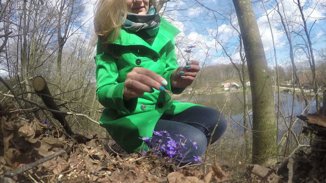 young smiling woman gather first spring flower hepatica in forest on sunny day. 4K UHD wide angle shot.
