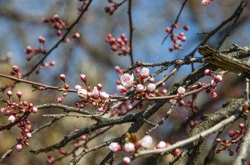 Pink, white Prunus cerasifera branch flowers, tree flowers.