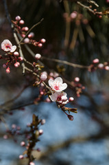Pink, white Prunus cerasifera branch flowers, tree flowers.