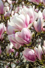 Obraz na płótnie Canvas Purple, pink Magnolia branch flowers, bud flower, tree flowers