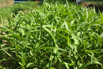 Morning Glory in the garden