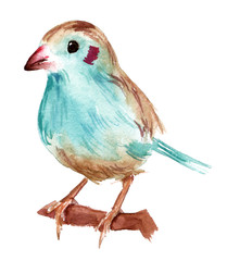 A watercolour drawing of a red-cheeked cordon-bleu bird