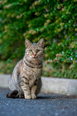 こっちを見るのらねこ