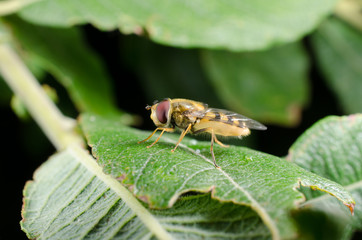 Schwebfliege seitlich