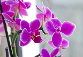 Fototapeta na wymiar Pink branch orchid flowers Orchidaceae, Phalaenopsis