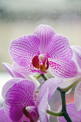 Pink branch orchid  flowers Orchidaceae, Phalaenopsis