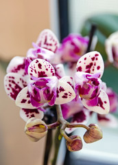 Pink branch orchid  flowers Orchidaceae, Phalaenopsis