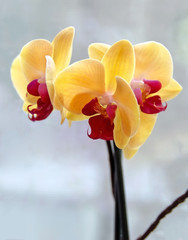 Yellow branch orchid  flowers Orchidaceae, Phalaenopsis