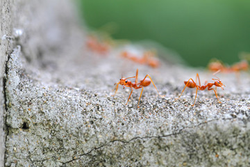 ant
