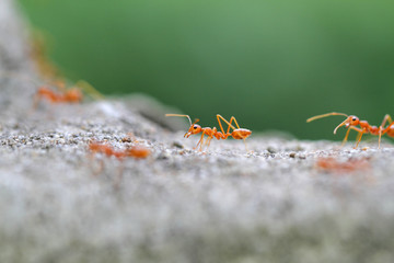 ant
