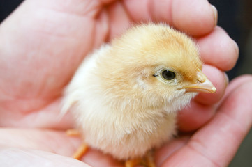 Yellow fluffy chicken baby