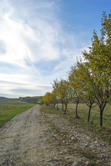 Fototapeta na wymiar Trees of Prunus domestica in the countryside
