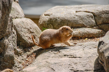 Pretty rodents, squirrels eating, at zoo, close up
