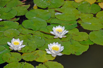 Water lily with green leaves, tiny bug, in water