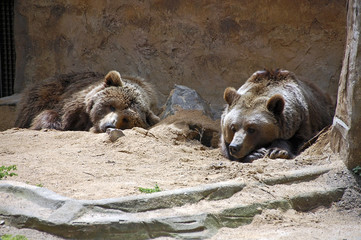 Two brown bears, sitting on ground, zoo.