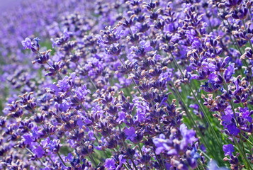 Obraz premium lavender