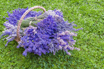 A basket filled with fresh lavender on green grass