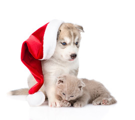 Scottish kitten and Siberian Husky puppy with santa hat. isolate