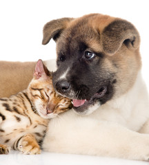 Akita inu puppy dog lying with small bengal cat together. isolat