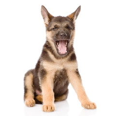 German Shepherd puppy with open mouth. isolated on white backgro