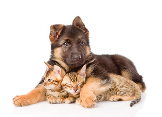 puppy dog embracing little kittens. isolated on white background