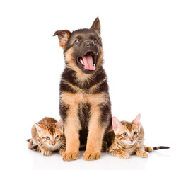 german shepherd puppy and bengal kittens looking at camera. isol