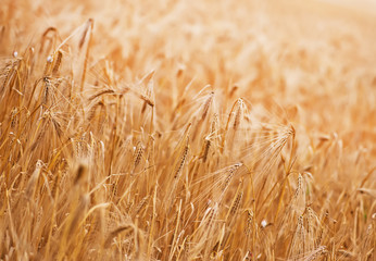 wheat