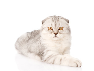 lop-eared scottish cat looking at camera. isolated on white back