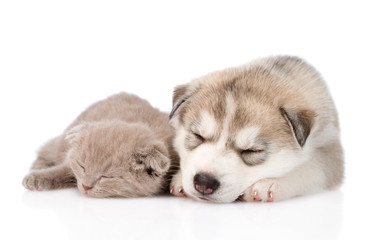 scottish kitten and Siberian Husky puppy sleeping together. isol