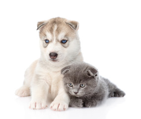 scottish kitten and Siberian Husky puppy sleeping together. isol