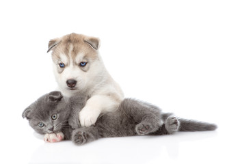 Siberian Husky puppy playing with scottish kitten. isolated on w