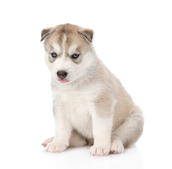 Obraz premium Siberian Husky puppy sitting in front. isolated on white backgr