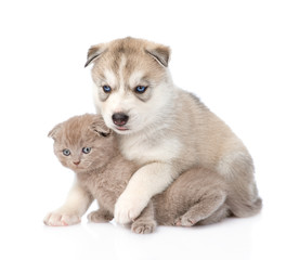 Siberian Husky puppy hugging scottish kitten . isolated on white