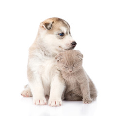 Obraz premium scottish kitten and Siberian Husky puppy sitting together. isola
