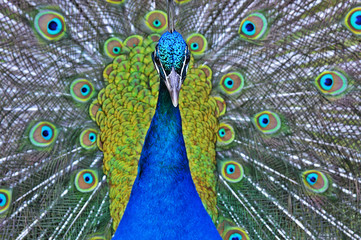 Fototapeta na wymiar peacock 