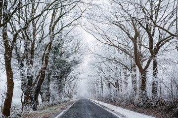 Fototapeta premium Allee im Winter
