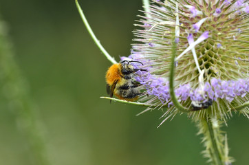 Bourdon qui butine