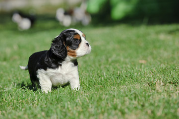 Cavalier king charles spaniel puppy