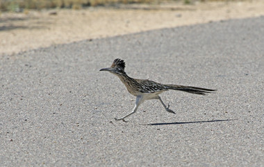 A Greater Roadrunner (Geococcyx californianus) running across a road.  Shot in Tuscon, Arizona, United States of America. © Chris Hill