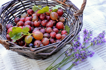 Gooseberries in basket with lavender