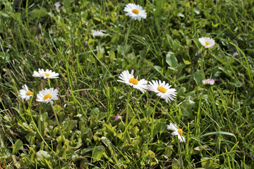 Green laws with daisies background