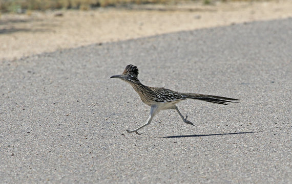 Roadrunner Running Images – Browse 357 Stock Photos, Vectors, and Video