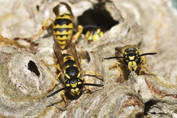  Deutsche Wespe (Vespula germanica) beim Nestbau