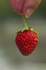 Strawberry.