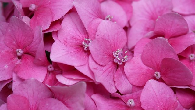 Pink hydrangea close up