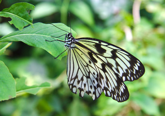Single black and white butterfly on a green background