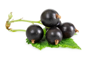Berries of black currant with leaf