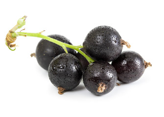Berries of black currant