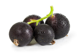 Berries of black currant with drops of water