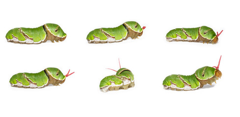 Everted osmeterium of Common mormon caterpillar ( Papilio polyte